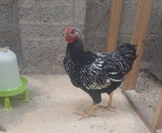 Chickens