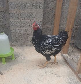 Chickens