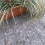 plant grass Image 2