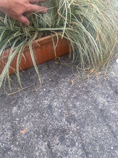plant grass
