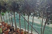 olive tree