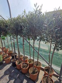 olive tree
