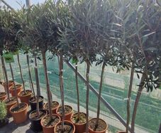 olive tree
