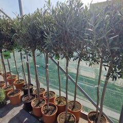 olive tree