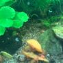 Yellow shrimp and snails Image 2