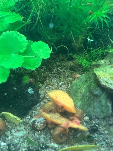 Yellow shrimp and snails