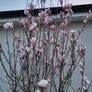 Magnolia soulangeana Image 3