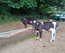 Dairy Calves.