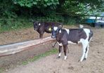 Dairy Calves.