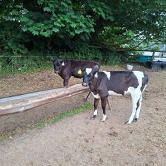 Dairy Calves.