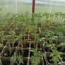 tomato plants Image 2