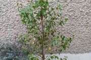 Betula pendula birch tree 4ft+
