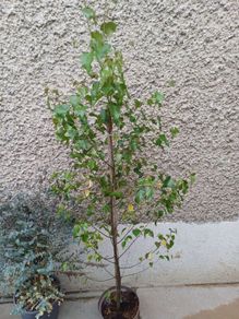 Betula pendula birch tree 4ft+