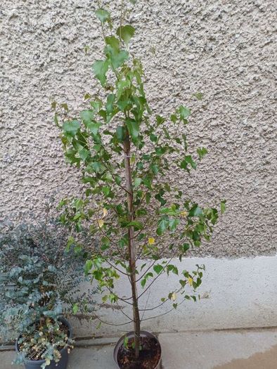 Betula pendula birch tree 4ft+