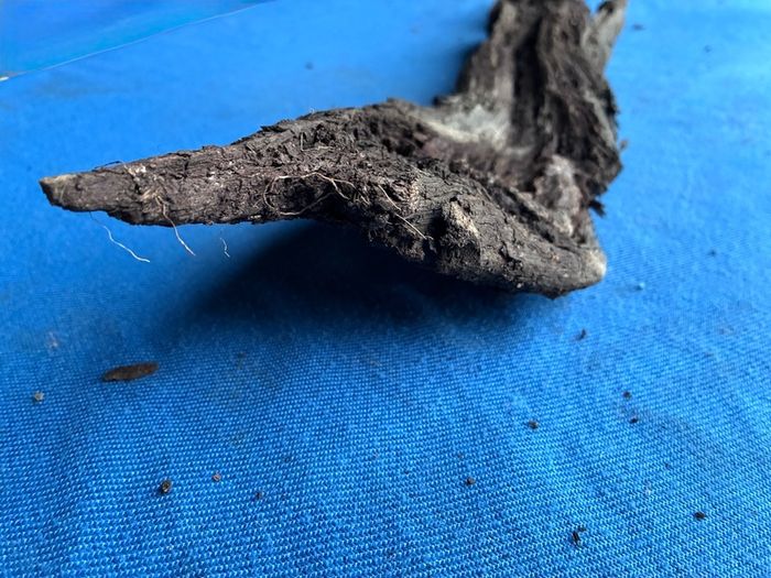 bog oak