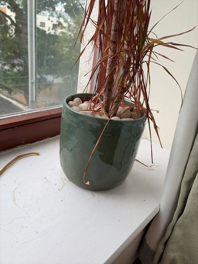 Plant Pot