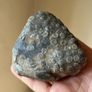 Collectable Fossil coral stones Image 4