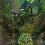 Shrimp tank Image 4