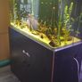 Fish tank Image 2