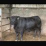 Lovely PBAA bull , has heifers served Image 2