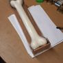 Bone shaped door  /drawer handle Image 5