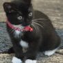 Kitten Image 2