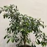 home plants Image 7