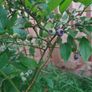 Blueberry Image 2