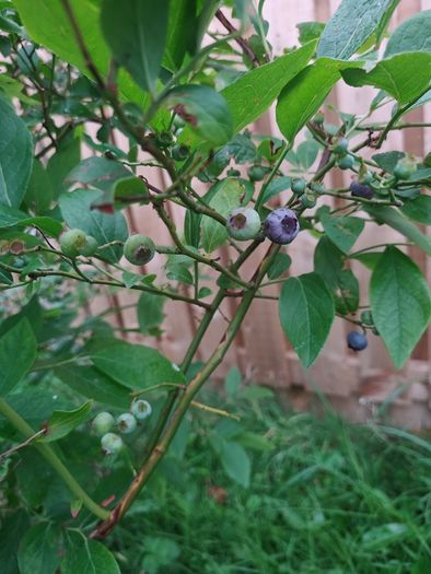 Blueberry
