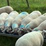 28 Hoggets strong Cross Image 7