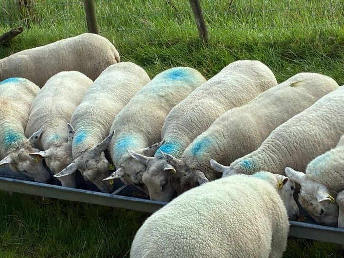 28 strong Hogget   Cross