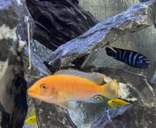 fish