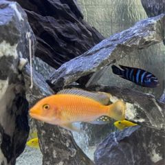 fish
