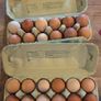 fertilised hatching eggs Image 2