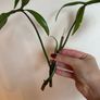 houseplant Philodendron 69686 top cuttings Image 2