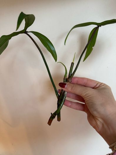houseplant Philodendron 69686 top cuttings