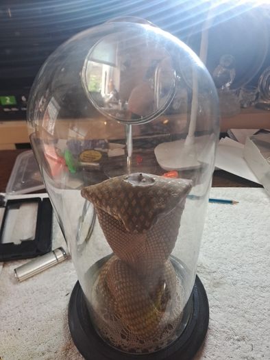 Wax Cobra in antique glass dome.