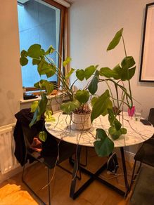 Plant Monstera Deliciosa