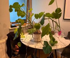 Plant Monstera Deliciosa
