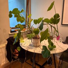 Plant Monstera Deliciosa