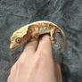 Crested gecko Image 2