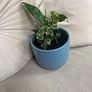 Peace Lily and Ivy plant Image 5