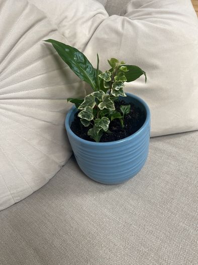 Peace Lily and Ivy plant