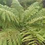 4ft dicksonia Antarctica tree fern Image 9