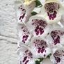 Foxglove plant. White and pink. Bee friendly plants. Image 10