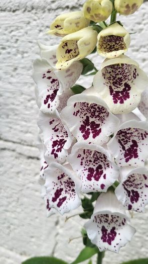 Foxglove plant. White and pink. Bee friendly plants.