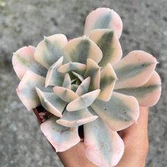 plant