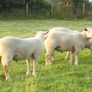 Charollais Rams Suffolk Rams Image 10