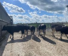Friesian bulls