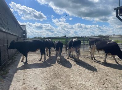 Friesian bulls
